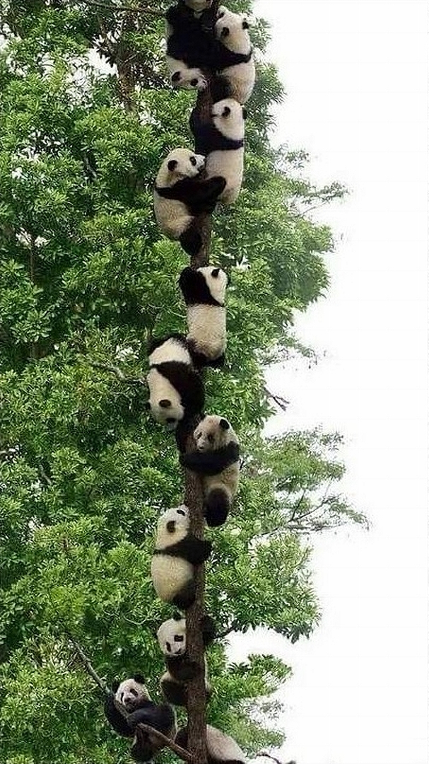 503 041~Eraser InPixio11