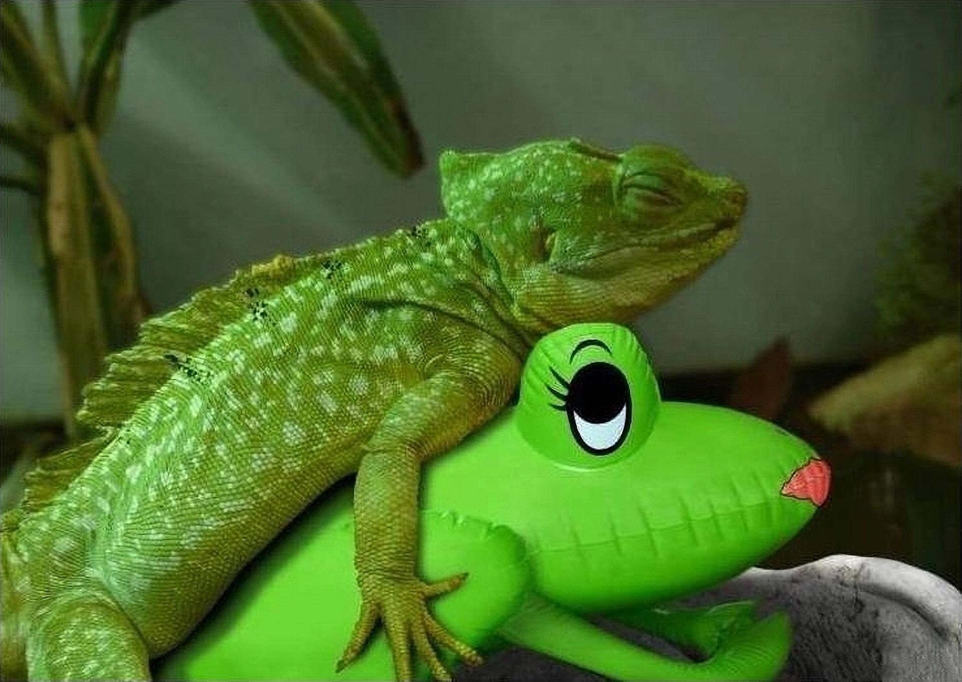 504 082~Eraser InPixio11