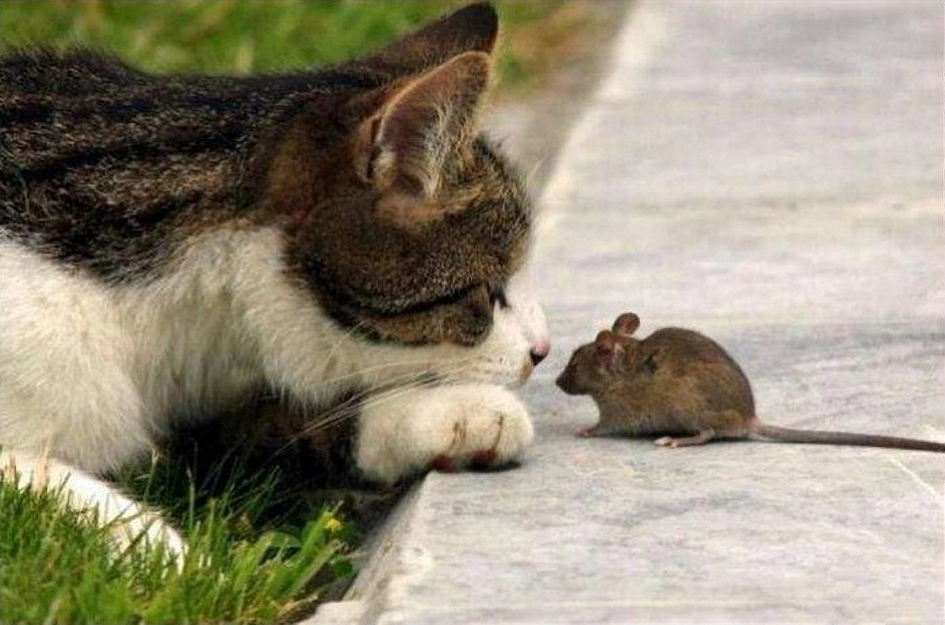 506 061~Eraser InPixio11